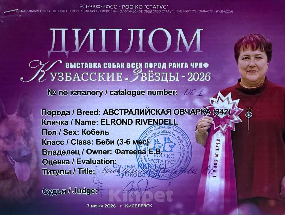 Собаки в других городах Новосибирской области: Австралийская овчарка щенок Мальчик, 80 000 руб. - фото 7