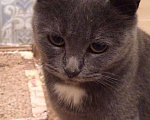 Кошки в Уфе: Стерилизованная котодевочка Моника Девочка, 500 руб. - фото 2
