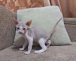 Кошки в Дубовке: Котята Донского сфинкса, 5 000 руб. - фото 2
