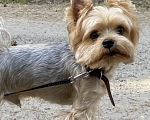 Собаки в Кемерово: Продам щенка йоркширского терьера, мальчик два месяца. Мальчик, 15 000 руб. - фото 5