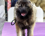 Собаки в Лобне: Продаётся щенок кавказской овчарки  Девочка, 50 000 руб. - фото 1