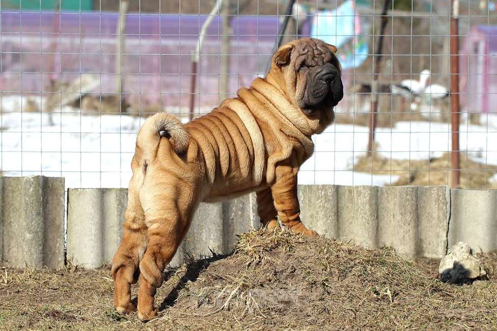 Собаки в Туле: Продам щенка шарпея Девочка, Бесплатно - фото 5