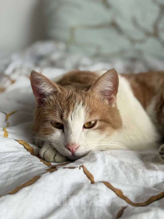 Кошки в Москве: Кот Пельмень ищет дом Мальчик, Бесплатно - фото 3