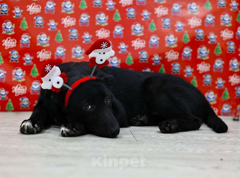 Собаки в Москве: Щенки бесплатно в Москве Мальчик, Бесплатно - фото 5