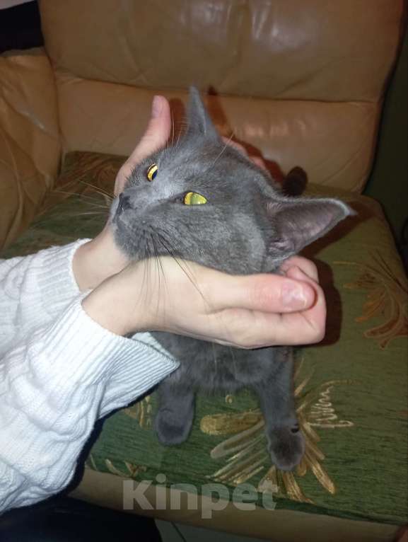 Кошки в Санкт-Петербурге: Кот в добрые руки Мальчик, Бесплатно - фото 1