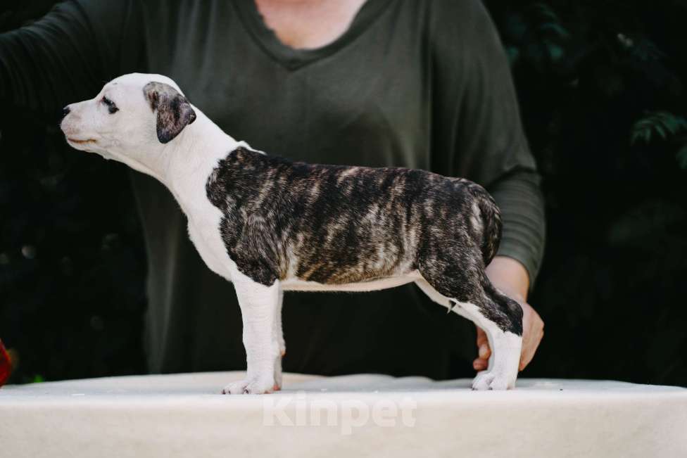 Собаки в Оренбурге: Щенки Амстаффа РКФ Девочка, 80 000 руб. - фото 7