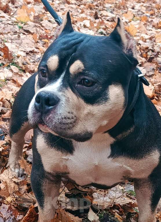 Собаки в Нижнем Новгороде: Американский Булли покет  Мальчик, Бесплатно - фото 4