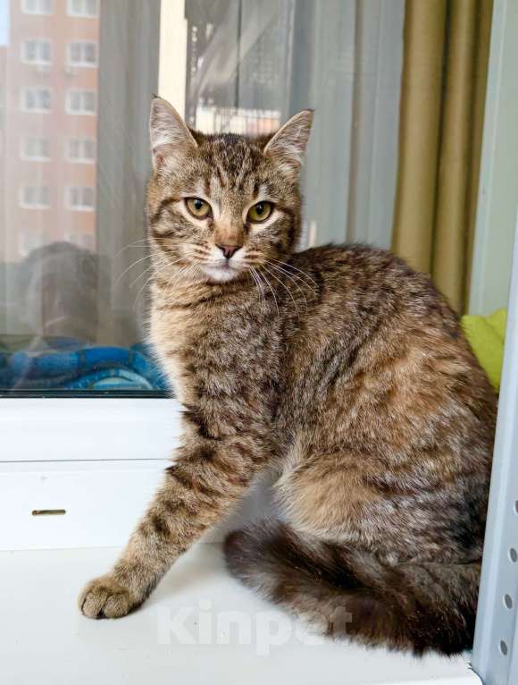 Кошки в Москве: Котенок Плюша -полосатая девочка в добрые руки Девочка, Бесплатно - фото 2