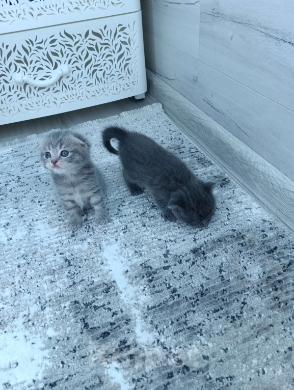 Кошки в Воронеже: Продаю чистокровных шотландских котят правильной и плановой вязки Мальчик, Бесплатно - фото 4