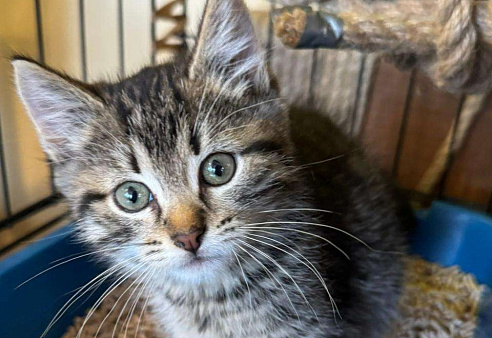 Милый котёнок в добрые руки