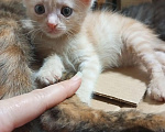 Кошки в Москве: Котята в добрые руки Девочка, Бесплатно - фото 3