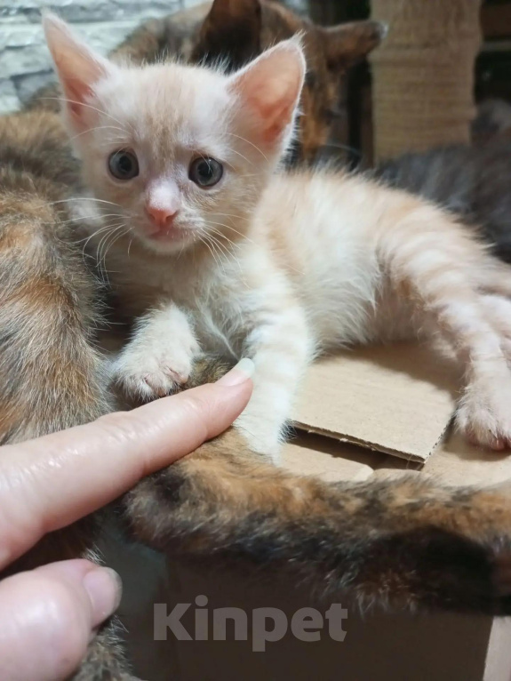 Кошки в Москве: Котята в добрые руки Девочка, Бесплатно - фото 3