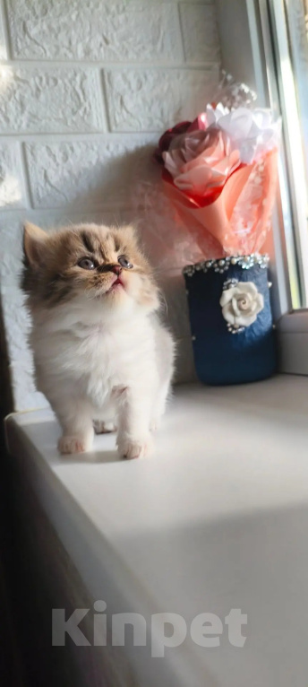 Кошки в других городах Краснодарского края: Шотландские котята Разнополые, 12 000 руб. - фото 8