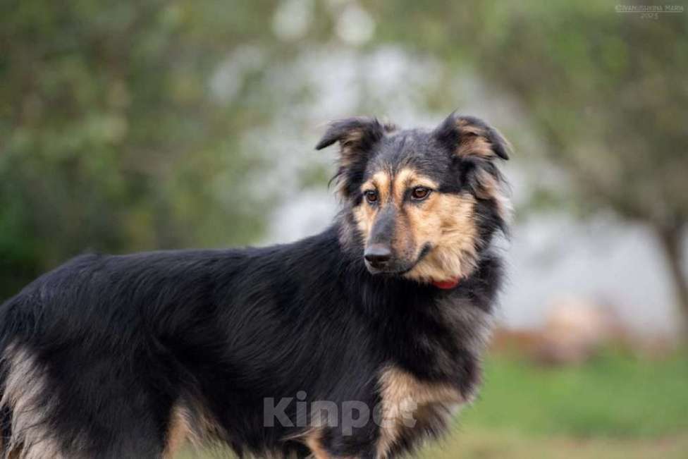 Собаки в Москве: Пушистая собачка Одри в добрые руки Девочка, 1 руб. - фото 2