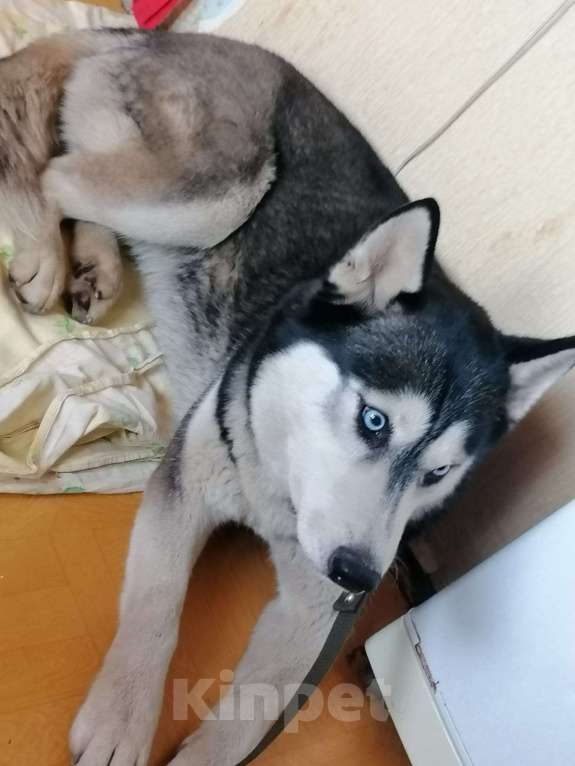 Собаки в Липецке: Отдам добрые руки Девочка, Бесплатно - фото 3