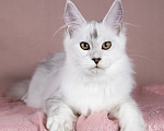 Кошки в Москве: Кошечка мейн-кун покорительница сердец Девочка, 130 000 руб. - фото 5