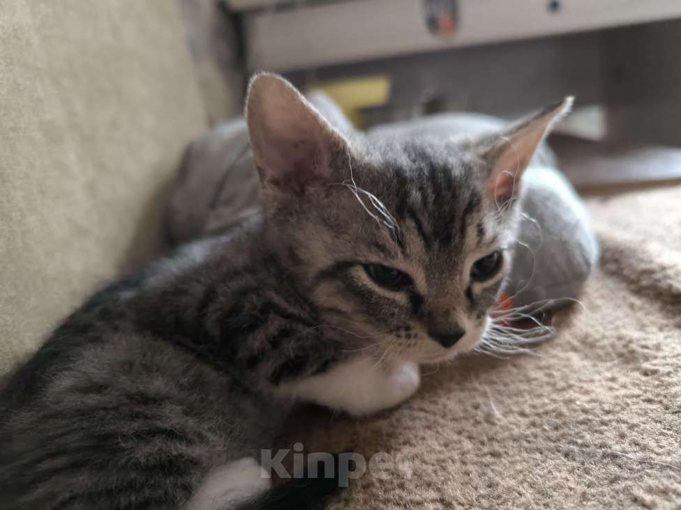 Кошки в Люберцах: Донской сфинкс Браш с Сибирской  Мальчик, 5 000 руб. - фото 4