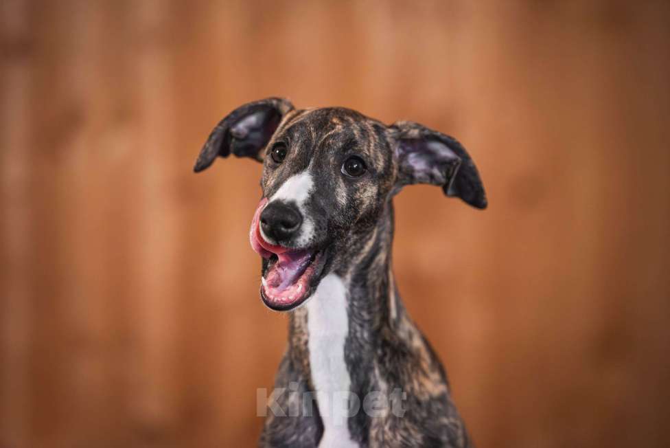 Собаки в Раменском: Уиппет щенок Девочка, 130 000 руб. - фото 4