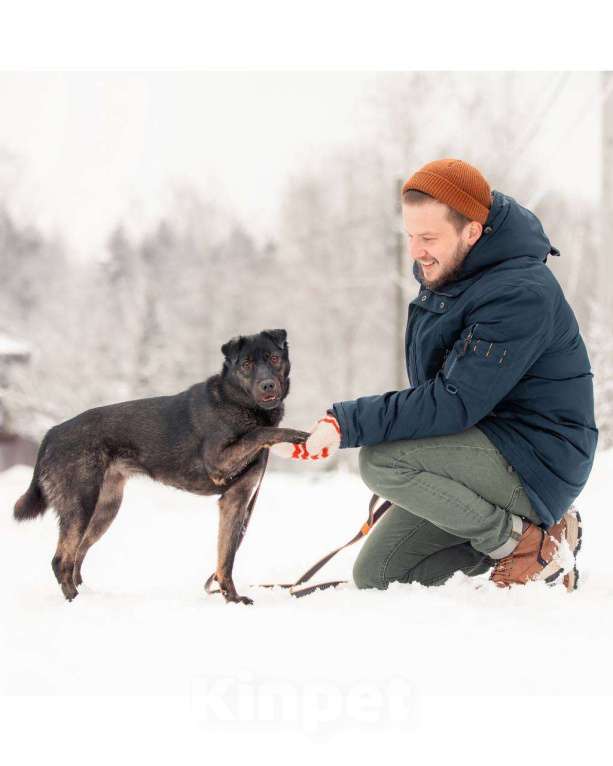 Собаки в других городах Московской области: Кайли исполненная смысла ищет дом) Девочка, Бесплатно - фото 1