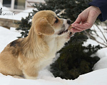 Собаки в Пензе: Щенки корги Разнополые, 60 000 руб. - фото 1