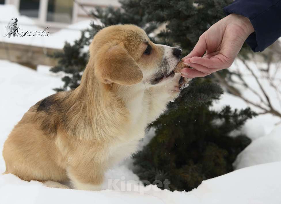 Собаки в Пензе: Щенки корги Разнополые, 60 000 руб. - фото 1