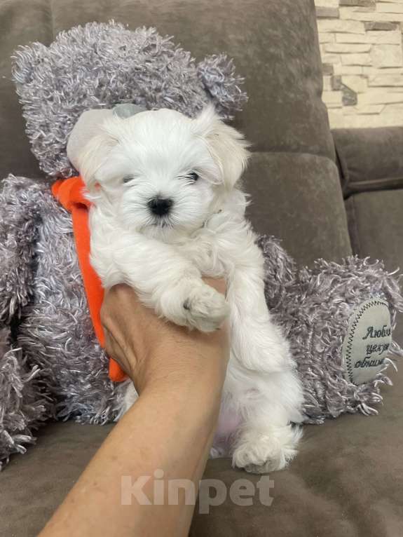 Собаки в Сочи: Красавцы мальчики  мальтезе Мальчик, 50 000 руб. - фото 5