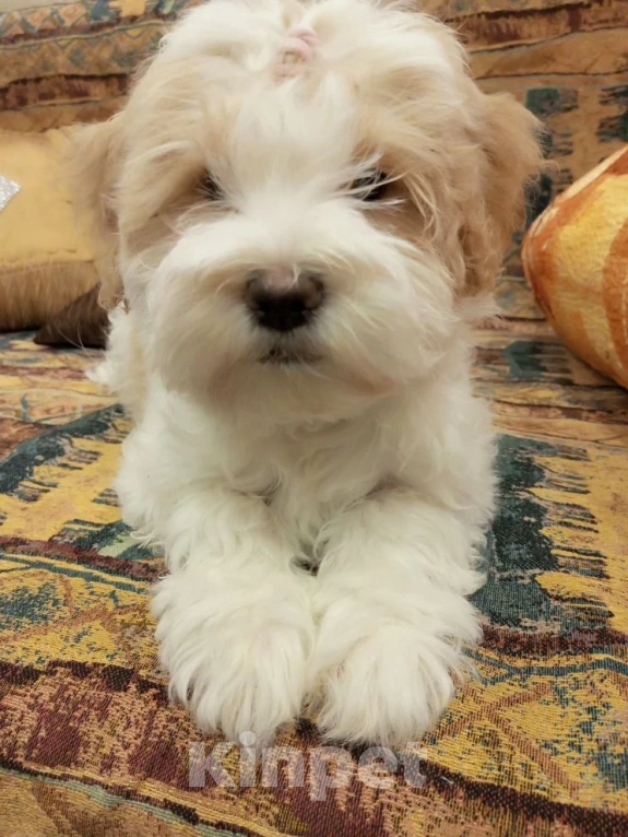 Собаки в Ногинске: Тибетский терьер(щенок 3 месяца)- это домашний тибетский талисман счастья Девочка, 50 000 руб. - фото 3
