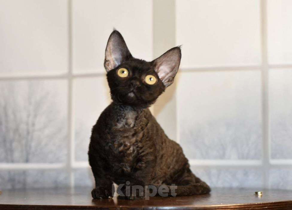 Кошки в Москве: Девочка с кудрявой рексовой шерстью Девочка, 100 000 руб. - фото 3