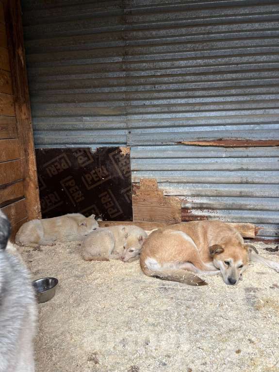 Собаки в Ногинске: Щенок с обрезанными ушами ищет дом Мальчик, Бесплатно - фото 2