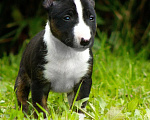 Собаки в Новосибирске: Предлагается кираннему бронированию Девочка, Бесплатно - фото 4