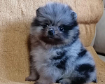 Собаки в Санкт-Петербурге: Девочка шпиц мрамор Девочка, 45 000 руб. - фото 1