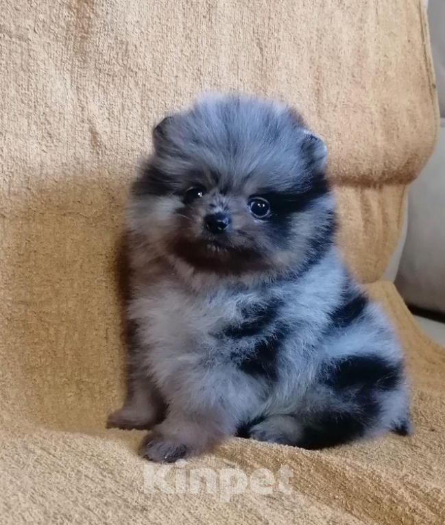 Собаки в Санкт-Петербурге: Девочка шпиц мрамор Девочка, 45 000 руб. - фото 1