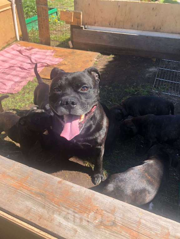 Собаки в Санкт-Петербурге: Щенки Английский стаффордширский бультерьер Мальчик, 35 000 руб. - фото 5