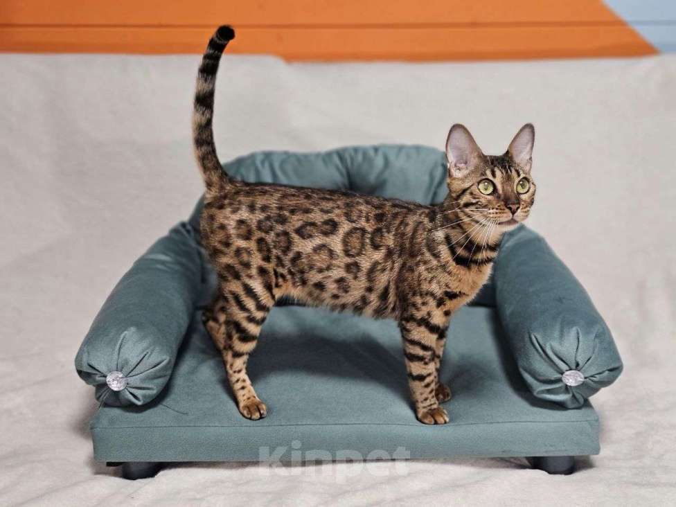 Кошки в Москве: Бенгальская кошка Теффи Девочка, 15 000 руб. - фото 4