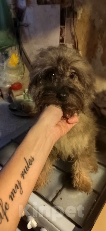 Собаки в Екатеринбурге: Щенок помапу Мальчик, 35 000 руб. - фото 2