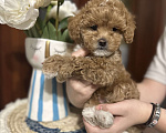 Собаки в Балашихе: Мальчик Мальчик, Бесплатно - фото 1