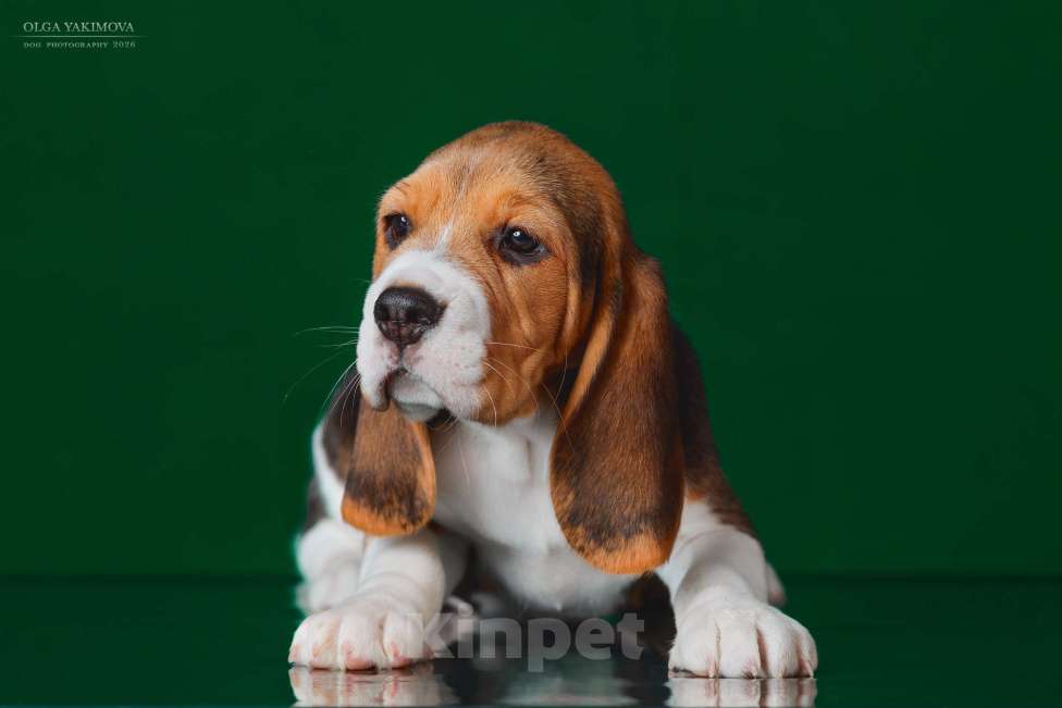 Собаки в Армавире: ЩЕНОК БИГЛЬ ДЕВОЧКА Девочка, 70 000 руб. - фото 1