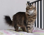 Кошки в Оренбурге: Потерялся кот Мальчик, 1 руб. - фото 1