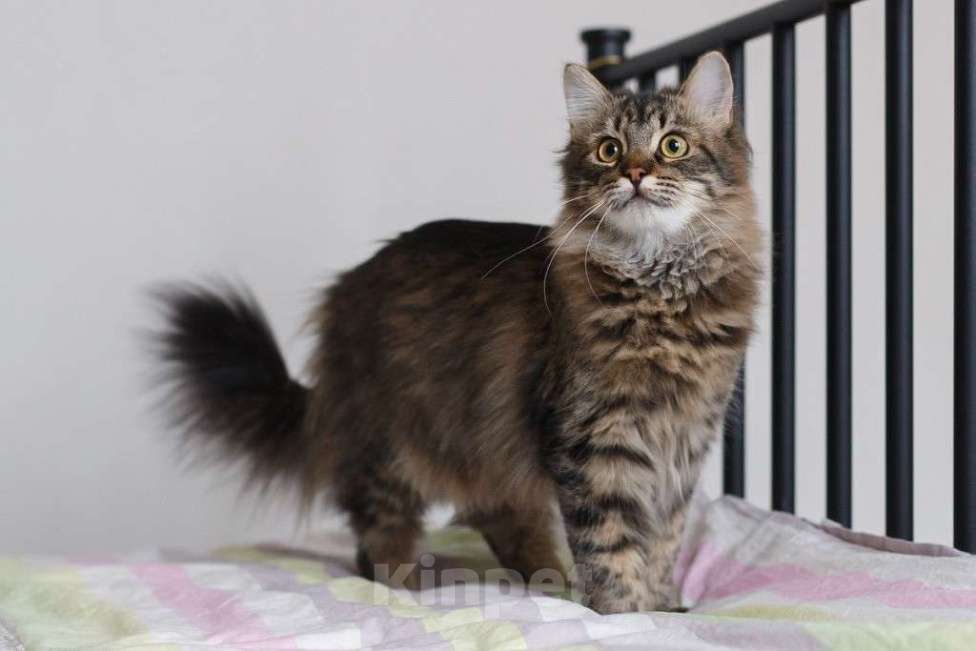Кошки в Оренбурге: Потерялся кот Мальчик, 1 руб. - фото 1