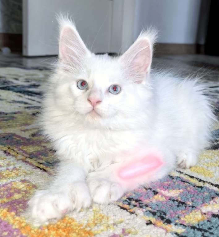 Кошки в Новосибирске: Полидакт мейй-кун белый Мальчик, 80 000 руб. - фото 2