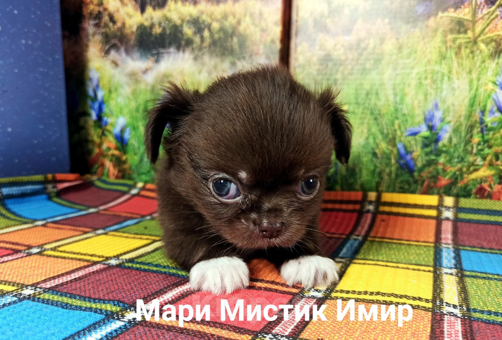 Собаки в Санкт-Петербурге: Мари Мистик Имир красавец чихуахуа Мальчик, 100 000 руб. - фото 3