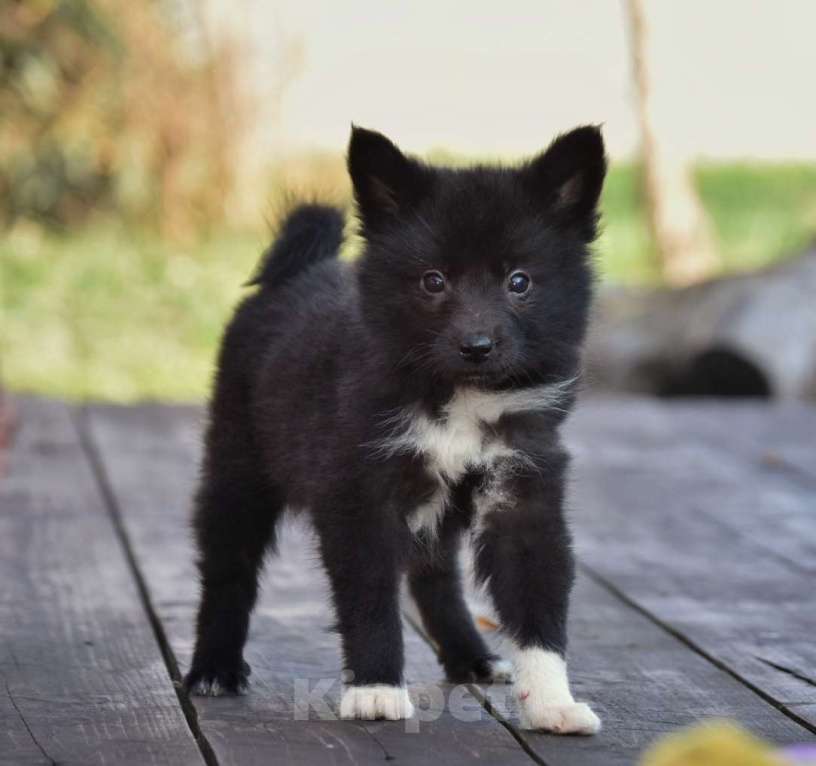 Собаки в Москве: Ненецкая оленегонная лайка, сука Ени-Кижи. Девочка, 60 000 руб. - фото 10