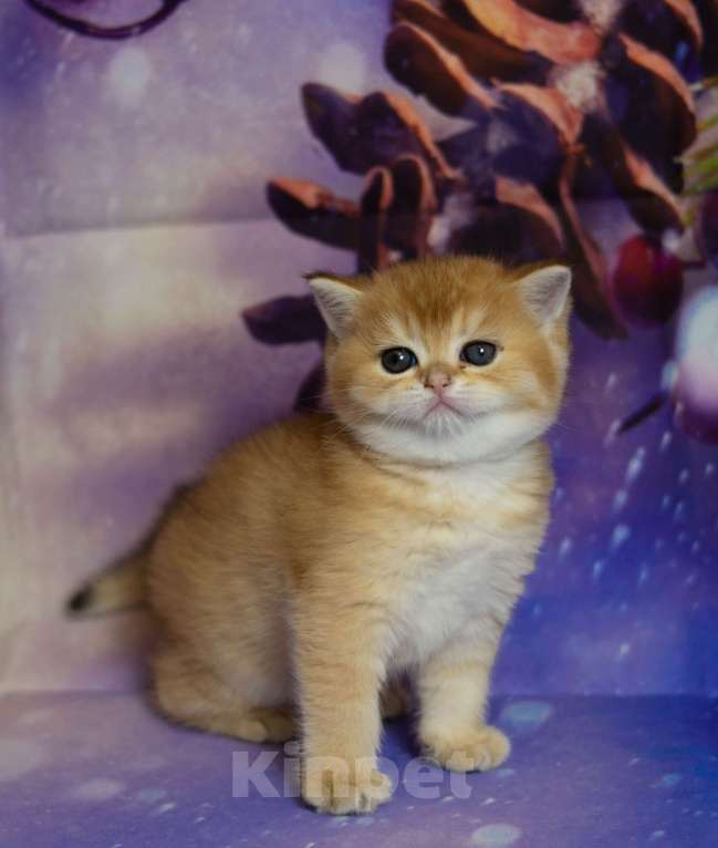 Кошки в Москве: Британские  котята By 12  Ny12 Девочка, 45 000 руб. - фото 2