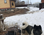 Собаки в Казани: Акита Американский на вязку, 1 руб. - фото 8