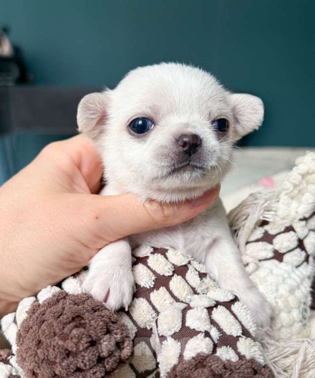 Собаки в Москве: Шикарный бело-кремовый мальчик  Мальчик, 50 000 руб. - фото 3