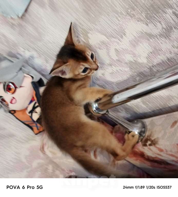 Кошки в Сергиеве Посаде: Мальчик 2 Мальчик, 20 000 руб. - фото 2