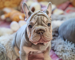 Собаки в Санкт-Петербурге: Шикарный щенки французский бульдог Мальчик, 70 000 руб. - фото 3
