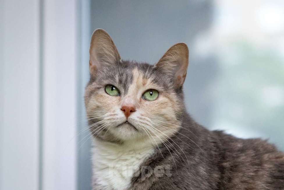 Кошки в Москве: Стефани Девочка, Бесплатно - фото 4