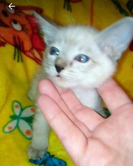 Объявление: Чистопородные тайские котята, 6 000 руб., Санкт-Петербург