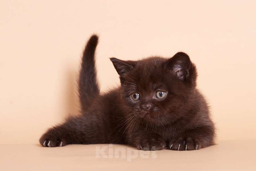 Кошки в Ростове-на-Дону: Шотландские котята  Мальчик, 10 000 руб. - фото 6